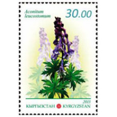 Флора Кыргызстана. Лекарственные растения Аконит белоустый (Aconitum leucostomum)