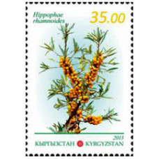 Флора Кыргызстана. Лекарственные растения  Облепиха крушиновая (Hippophae rhamnoides)