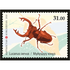 Животный мир Кыргызстана. Жуки. Lucanus cervus.  